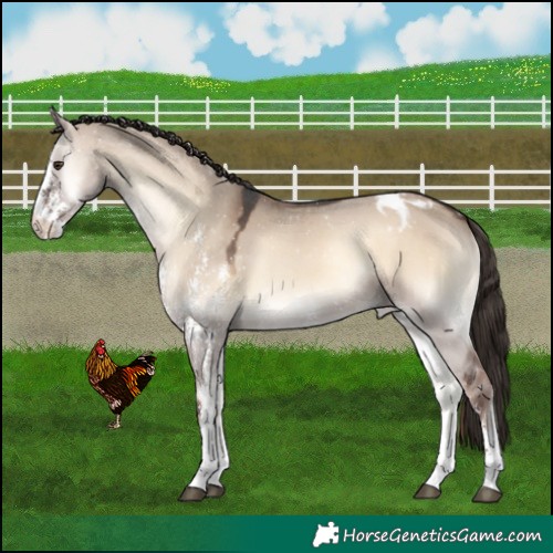 Horse Color:Liver Red Dun Onyx Sabino Appaloosa