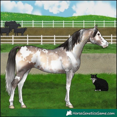 Horse Color:White Spotted Liver Red Onyx Sabino