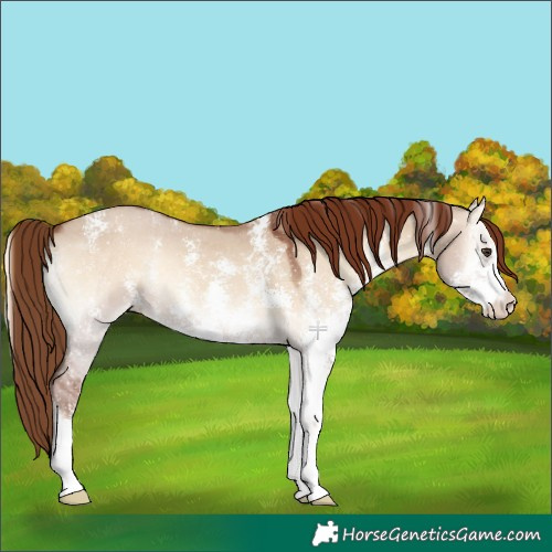 Horse Color:Red Dun Onyx Sabino Appaloosa 