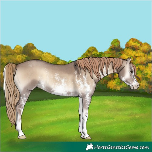 Horse Color:Liver Red Dun Onyx Sabino