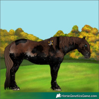 Horse Color:Void Liver Chestnut Sabino Splash Tobiano Snowflake Varnish 