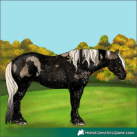 Horse Color:Void White Spotted Chocolate Palomino Dun Splash Tobiano Brindle 