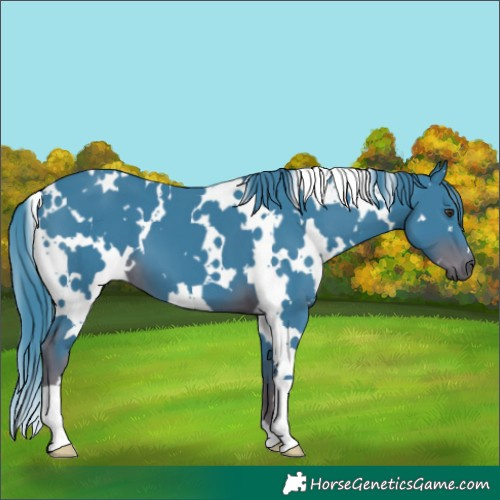 Horse Color:Watercolor White Spotted Liver Chestnut 