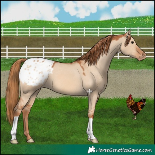 Horse Color:Red Dun Appaloosa 