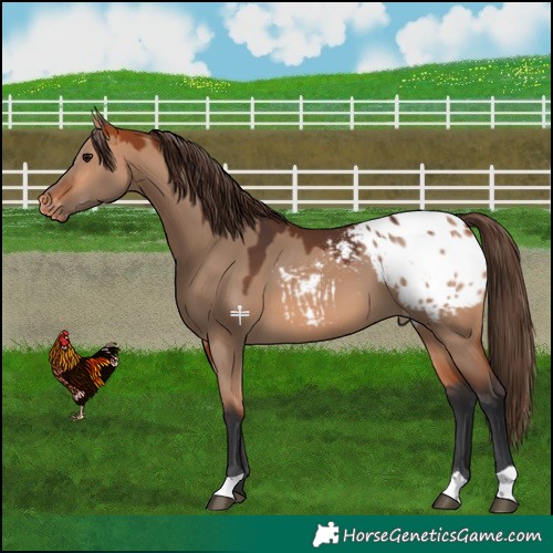 Horse Color:Bay Dun Appaloosa 