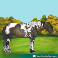 Horse Color:Brown Tobiano Rabicano 