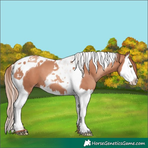 Horse Color:Gold Champagne Splash Tobiano 
