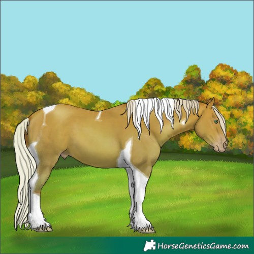 Horse Color:Silver Sable Champagne Tobiano 