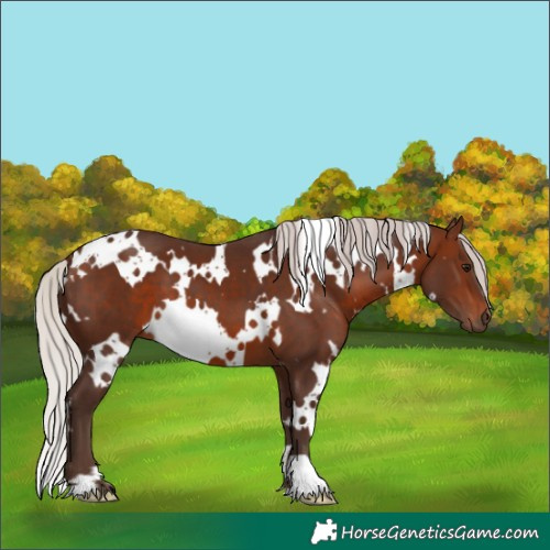 Horse Color:White Spotted Silver Brown 