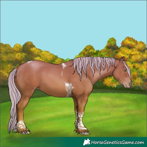 Horse Color:Gold Champagne Tobiano