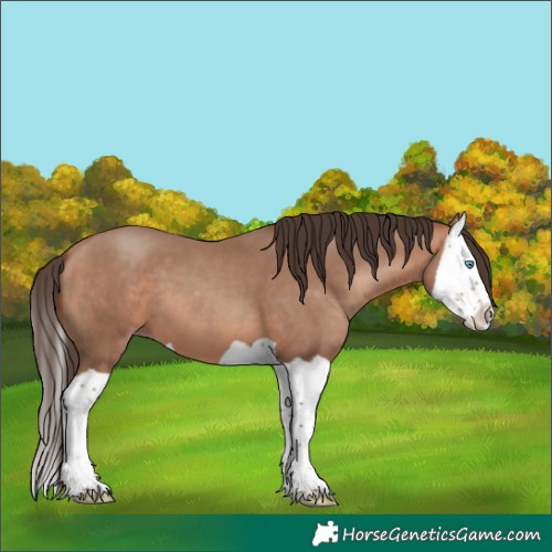 Horse Color:Amber Champagne Splash