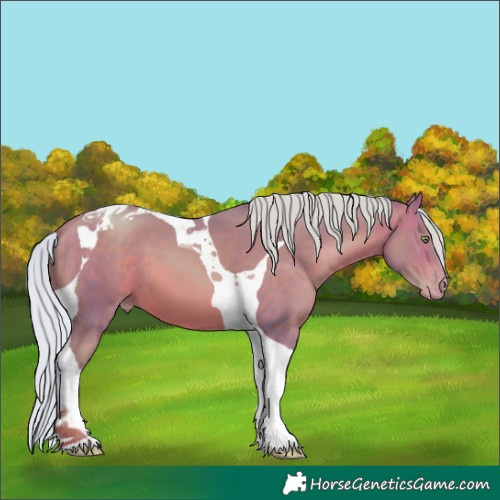 Horse Color:Watercolor Silver Sable Champagne Tobiano