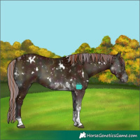 Horse Color:Painted White Spotted Midnight Red Onyx Tobiano