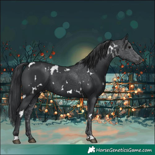 Horse Color:White Spotted Black 