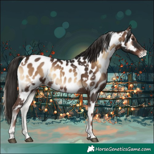 Horse Color:White Spotted Liver Red Onyx Appaloosa 