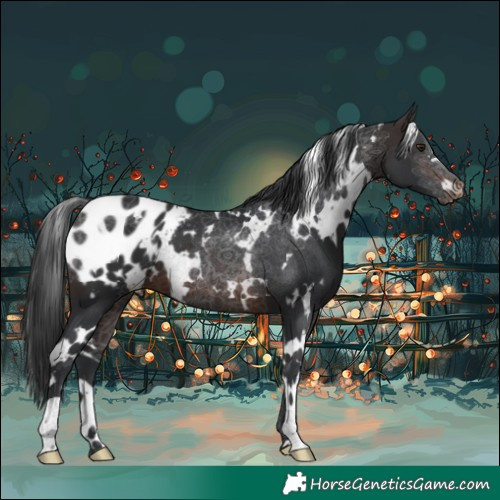 Horse Color:White Spotted Brown Blanket 