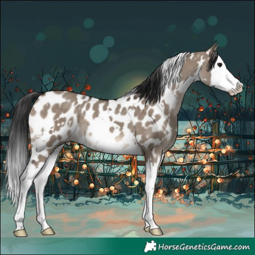 Horse Color:White Spotted Brown Dun Splash Near Leopard 