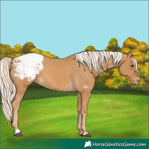 Horse Color:Palomino Appaloosa 
