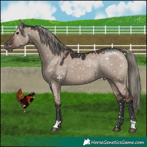 Horse Color:Liver Red Dun Mushroom Snowflake Varnish