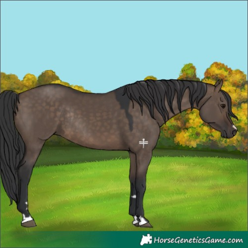 Horse Color:Brown Dun Rabicano