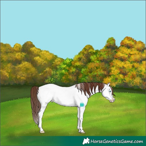 Horse Color:Brown Roan Dun Sabino Splash Appaloosa 