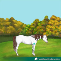 Horse Color:Brown Roan Dun Sabino Splash Appaloosa 