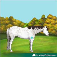Horse Color:Brown Roan Dun Splash Appaloosa 