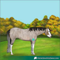 Horse Color:Gray Brown Roan Dun Splash