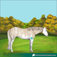 Horse Color:Chocolate Palomino Dun Sabino Splash Blanket 