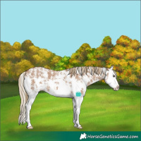 Horse Color:Red Dun Sabino Splash