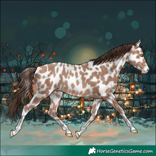 Horse Color:Amber Champagne Sabino Appaloosa