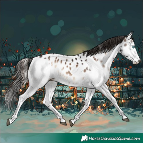 Horse Color:Liver Red Onyx Splash Near Leopard Rabicano 