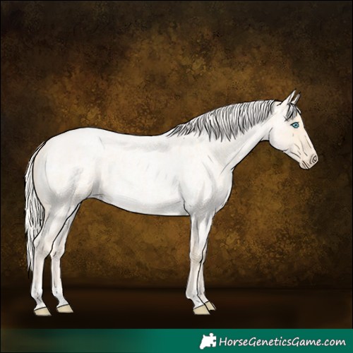 Horse Color:Palomino Roan Pearl and Cremello Roan