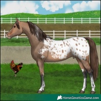 Horse Color:Powder White Bay Dun Appaloosa