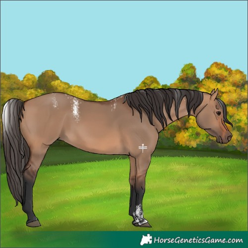 Horse Color:Powder White Bay Dun