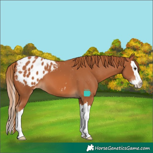 Horse Color:Chestnut Splash Appaloosa 