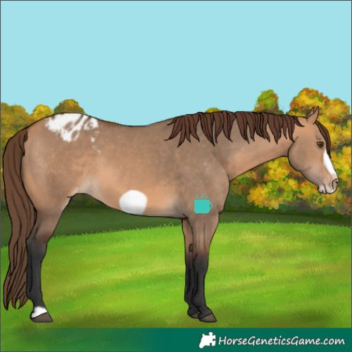 Horse Color:Bay Dun Frame Appaloosa