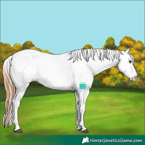 Horse Color:White Spotted Chestnut Appaloosa