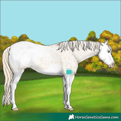 Horse Color:Red Dun Splash Appaloosa 