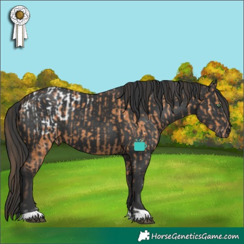 Horse Color:Bay Appaloosa  and Black 