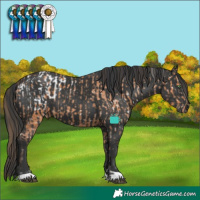 Horse Color:Bay Appaloosa  and Black 
