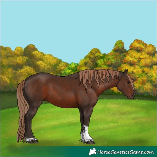 Horse Color:Liver Chestnut Tobiano 