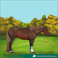 Horse Color:Liver Chestnut Tobiano