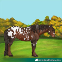 Horse Color:White Spotted Liver Chestnut Blanket Rabicano