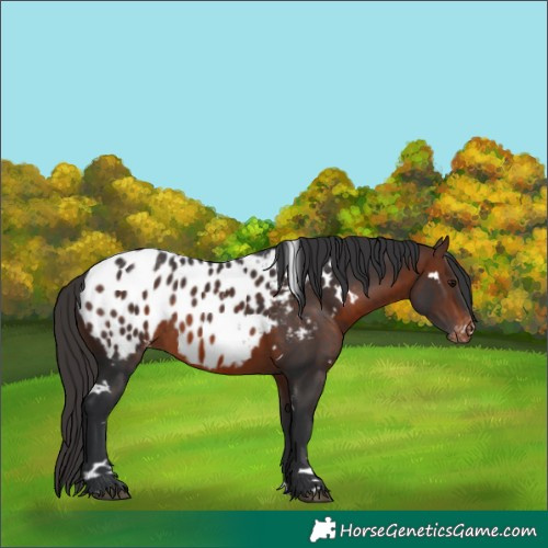 Horse Color:White Spotted Brown Appaloosa 