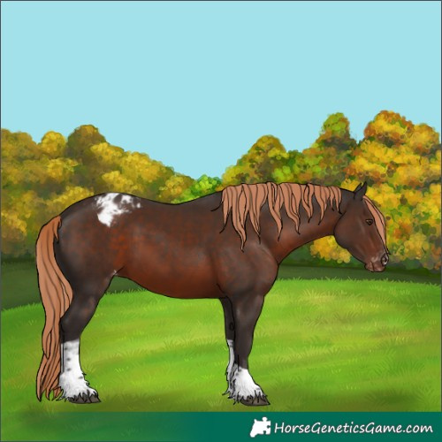 Horse Color:Liver Chestnut Tobiano Appaloosa Rabicano 