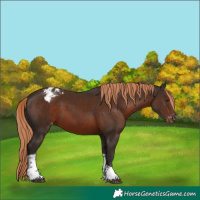 Horse Color:Liver Chestnut Tobiano Varnish Rabicano 