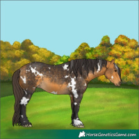 Horse Color:White Spotted Buckskin Rabicano