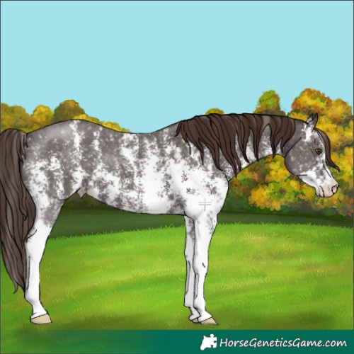 Horse Color:Liver Chestnut Sabino Snowflake Varnish