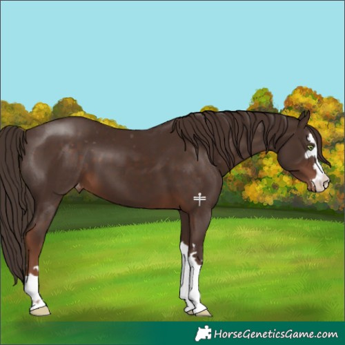 Horse Color:Liver Chestnut Varnish 